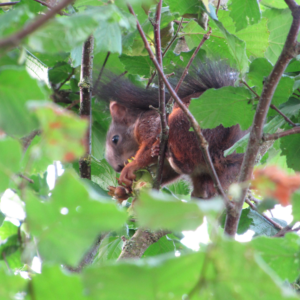 Rode eekhoorn eet hazelnoot