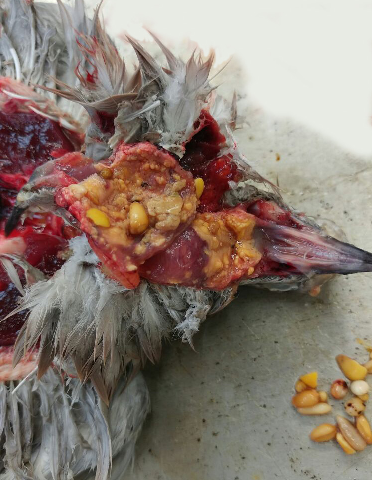 Foto van duivenkrop met Gele aanslag met restanten van maïs en ander voedsel