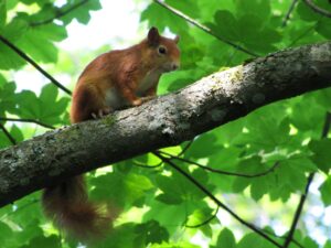 foto: eekhoorn in de boom