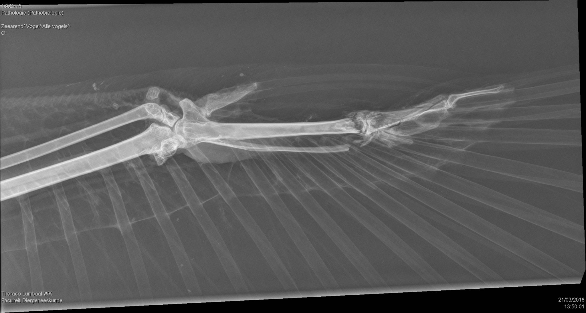 röntgenfoto linker vleugel zeearend