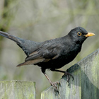 foto: Ruud van Beusekom Vogelbescherming Nederland 