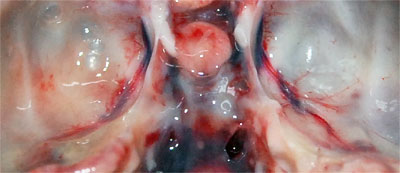 (Foto2: L. Begeman, DWHC) De onderkant van de schedeldak bekeken vanaf de binnenzijde. Aan de rechterkant is het bloedvat duidelijk en scherper afgegrensd dan aan de linkerkant. Dit laatste komt door het aanwezige mucopurulente materiaal