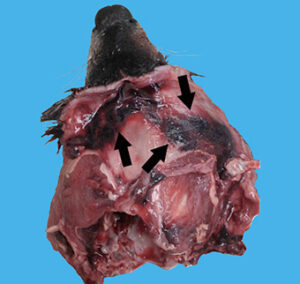 Foto DWHC: onderhuidse bloedingen op de kop (zwarte pijlen)