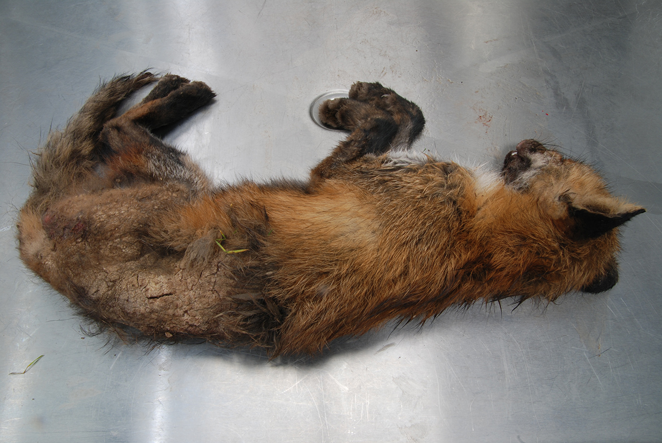 Can A Dog Get Mange From A Fox