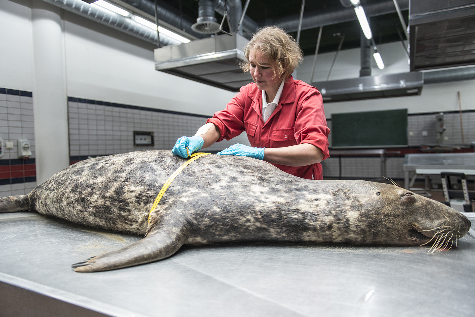 dode grijze zeehond wordt opgemeten