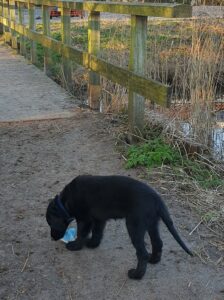 hond met een mondkapje