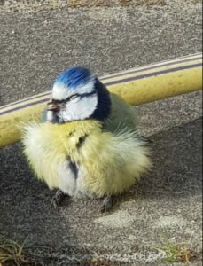 bolzittende zieke pimpelmees