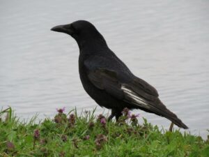 Zwarte kraai met kleurafwijking in de vleugels