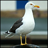 Larus fuscus (Foto, J. van der Straaten, Saxifraga)