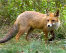 Vulpes vulpes (Foto1, J. Nijendijk, Saxifraga) 