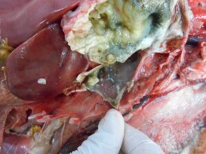 Aspergillose bij een zwartvoetpinguin