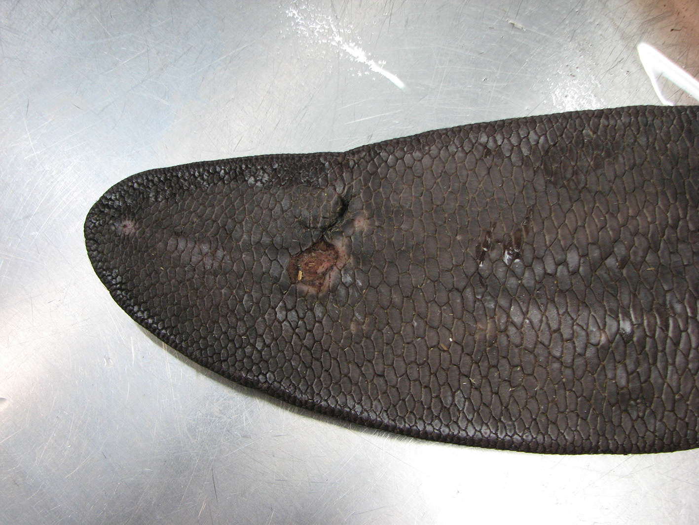 Bever staart met verwonding