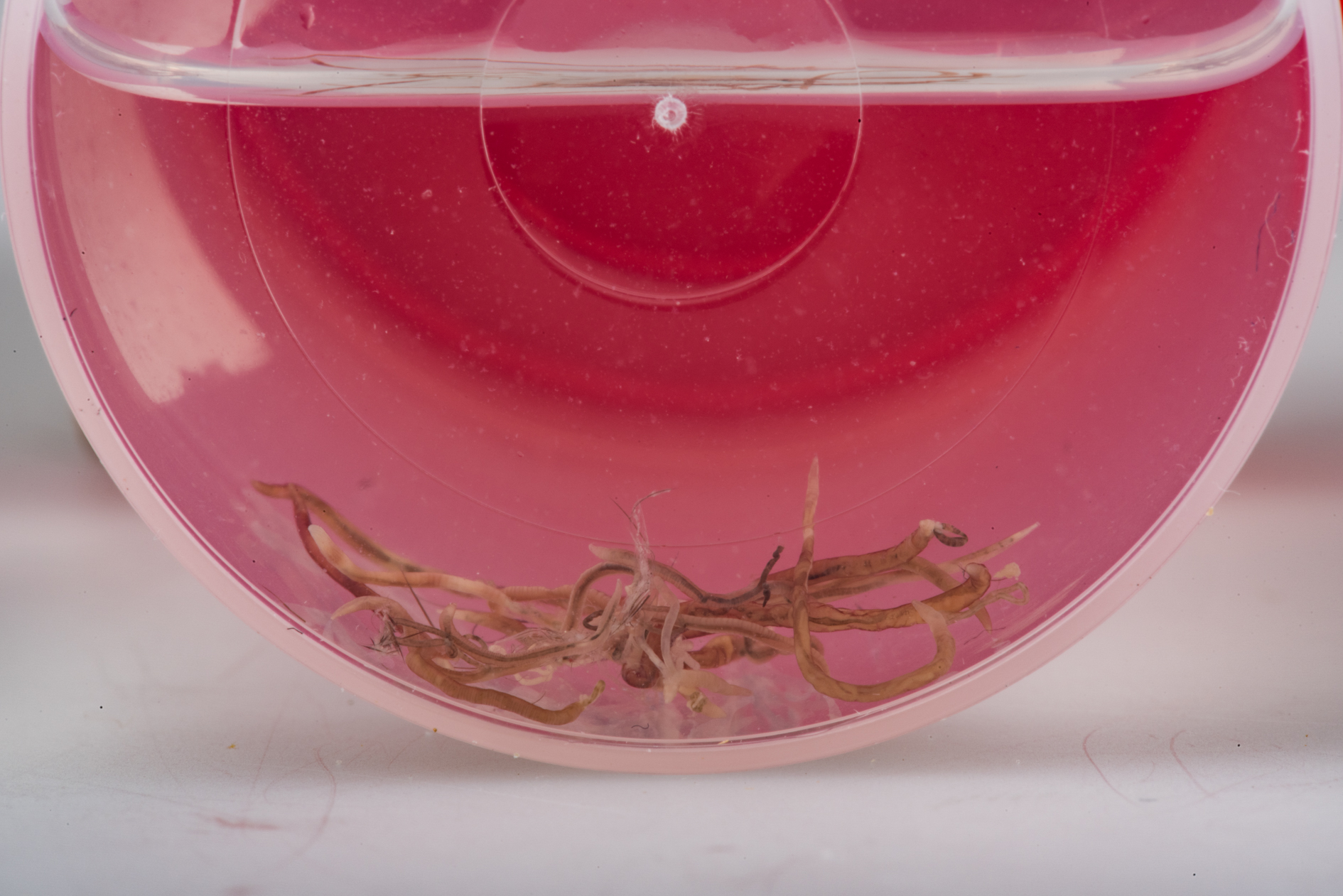 Skrjabingylus nasicola in potje formaline