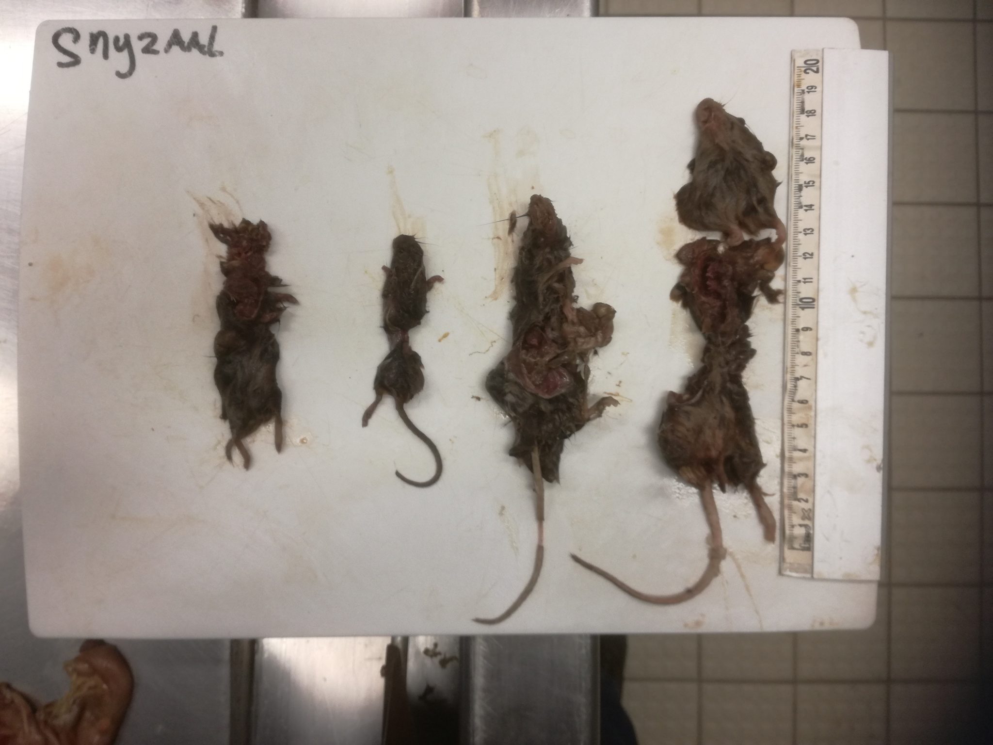 maaginhoud wilde kat met muis-restanten