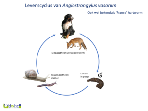 Franse hartworm cyclus