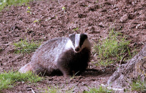 HRT.1.a Das bij boom - 72