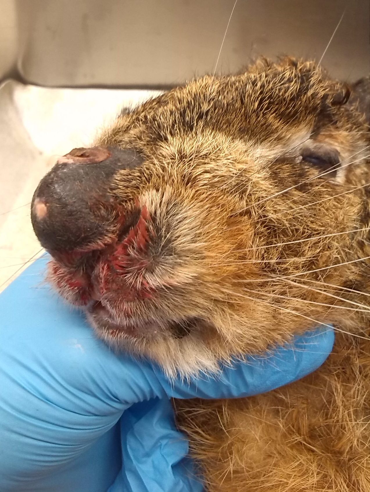 haas met abces op neus