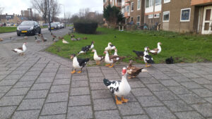 Muskuseenden_Biesma_20151211_155811_web