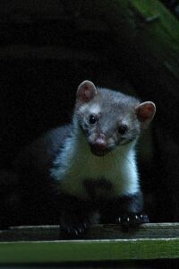 steenmarter in houthok