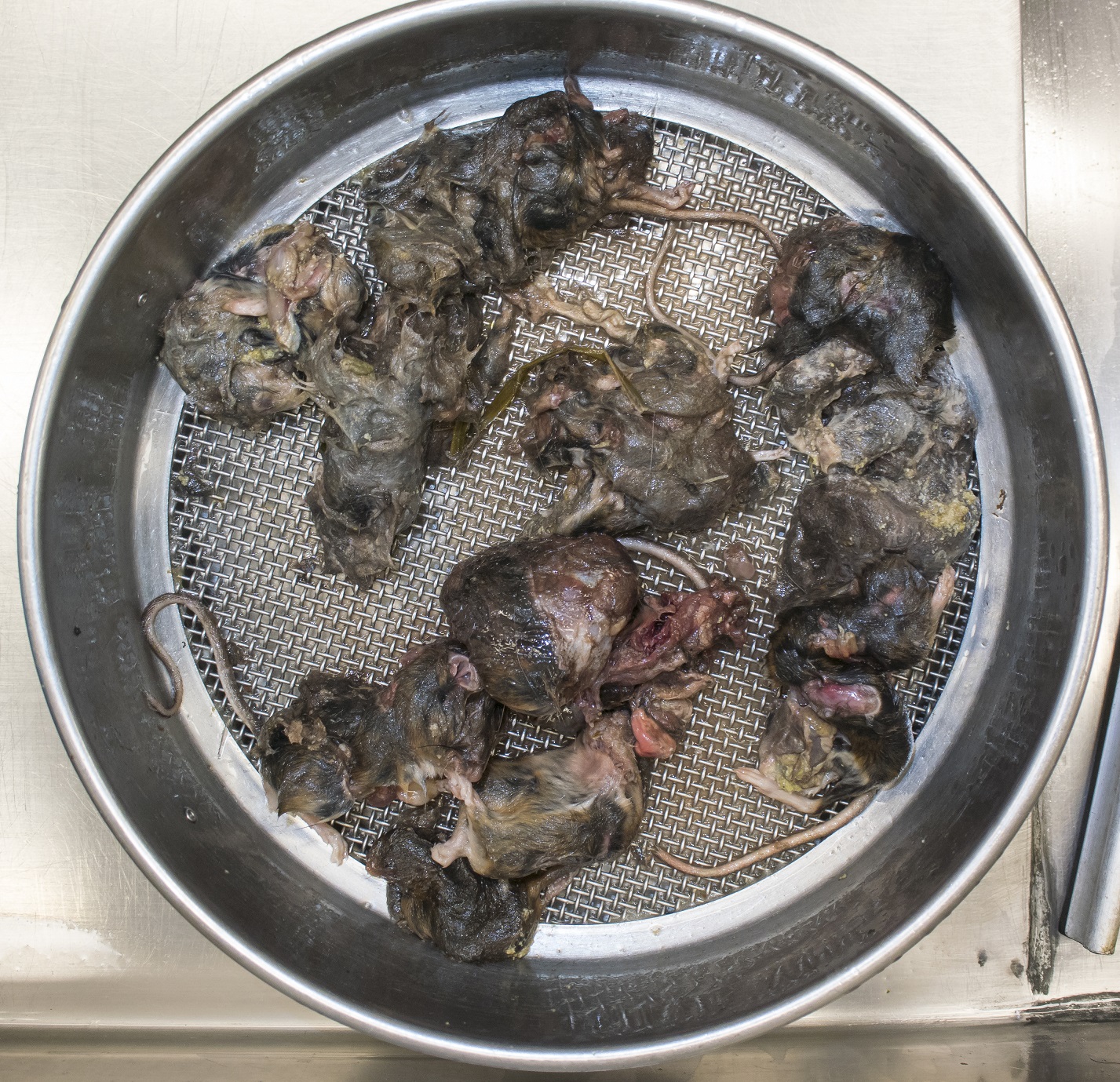 maaginhoud van wilde kat