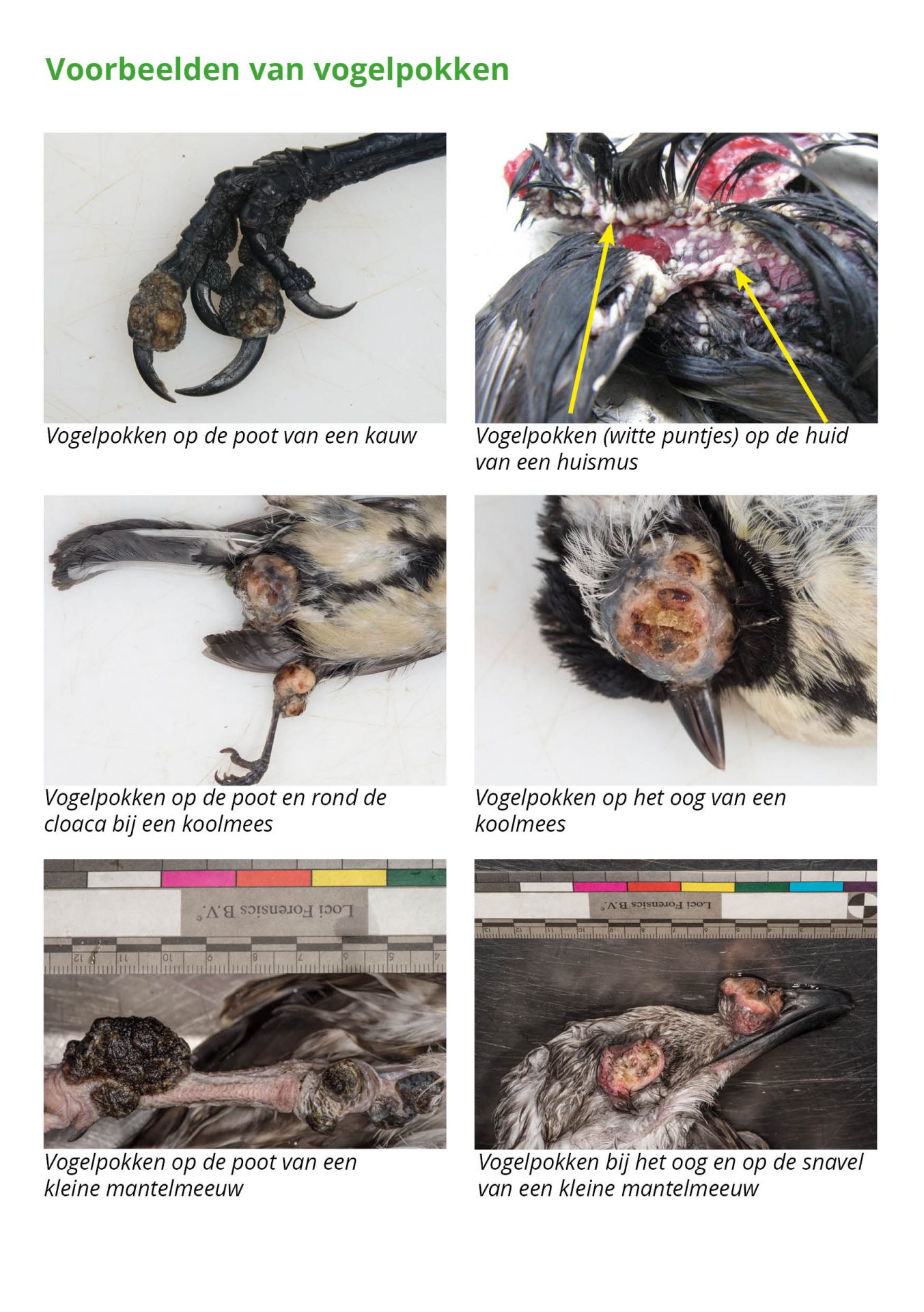 vogels met vogelpokken