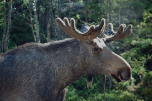 Foto: Willem van Kruisbergen