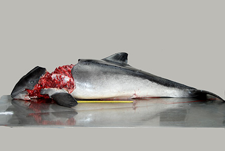 Foto: Lineke Begeman