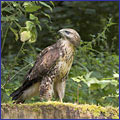 Buteo buteo (Foto, M. Mollet, Saxifraga)