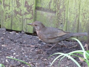 Photo: Margriet Montizaan