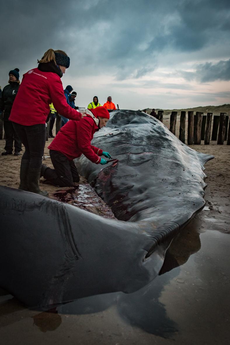 sectie bij potvis op het strand