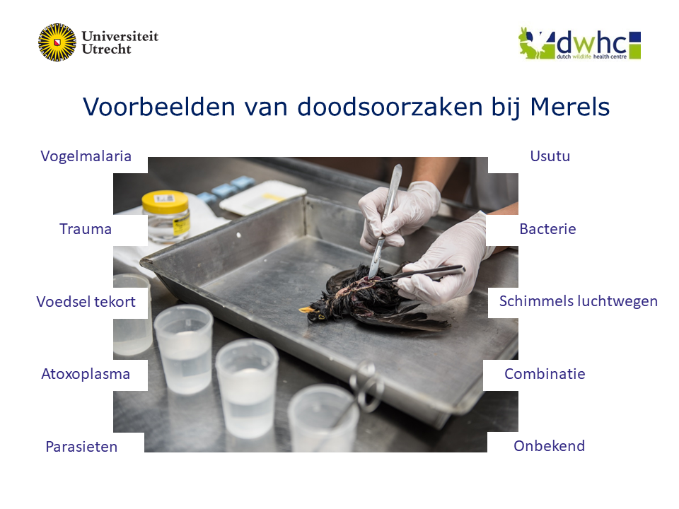 sheet met aantal doodsoorzaken Merel