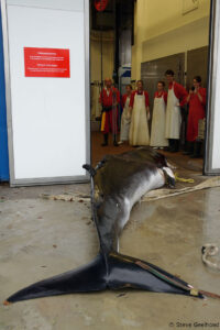 Foto: Steve Geelhoed