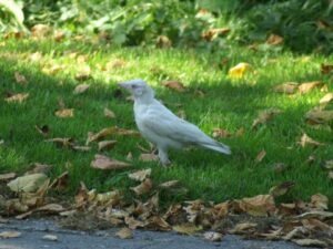 witte kauw