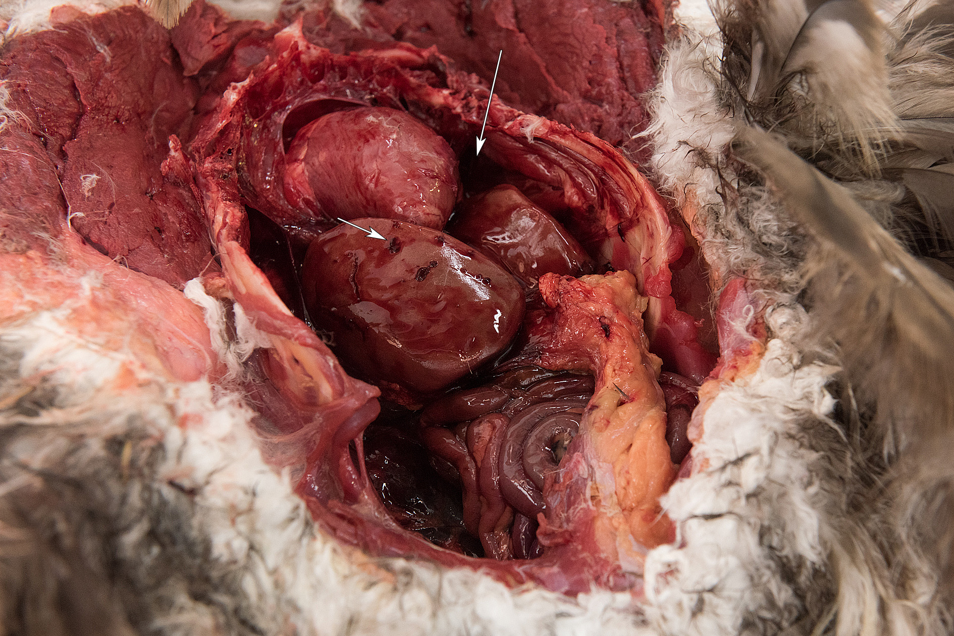 foto met gescheurde lever