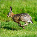 Lepus europaeus (Foto, P. Munsterman, Saxifraga)