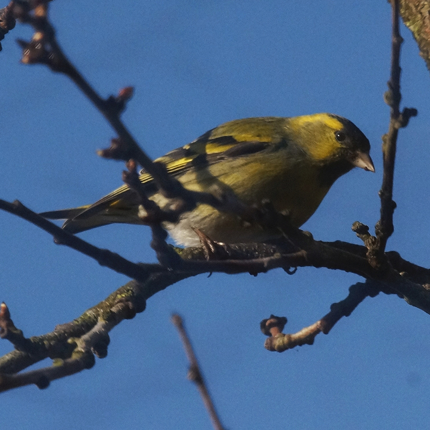 sijs_4kant_Roy Slaterus