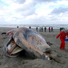 Foto: Lonneke IJsseldijk